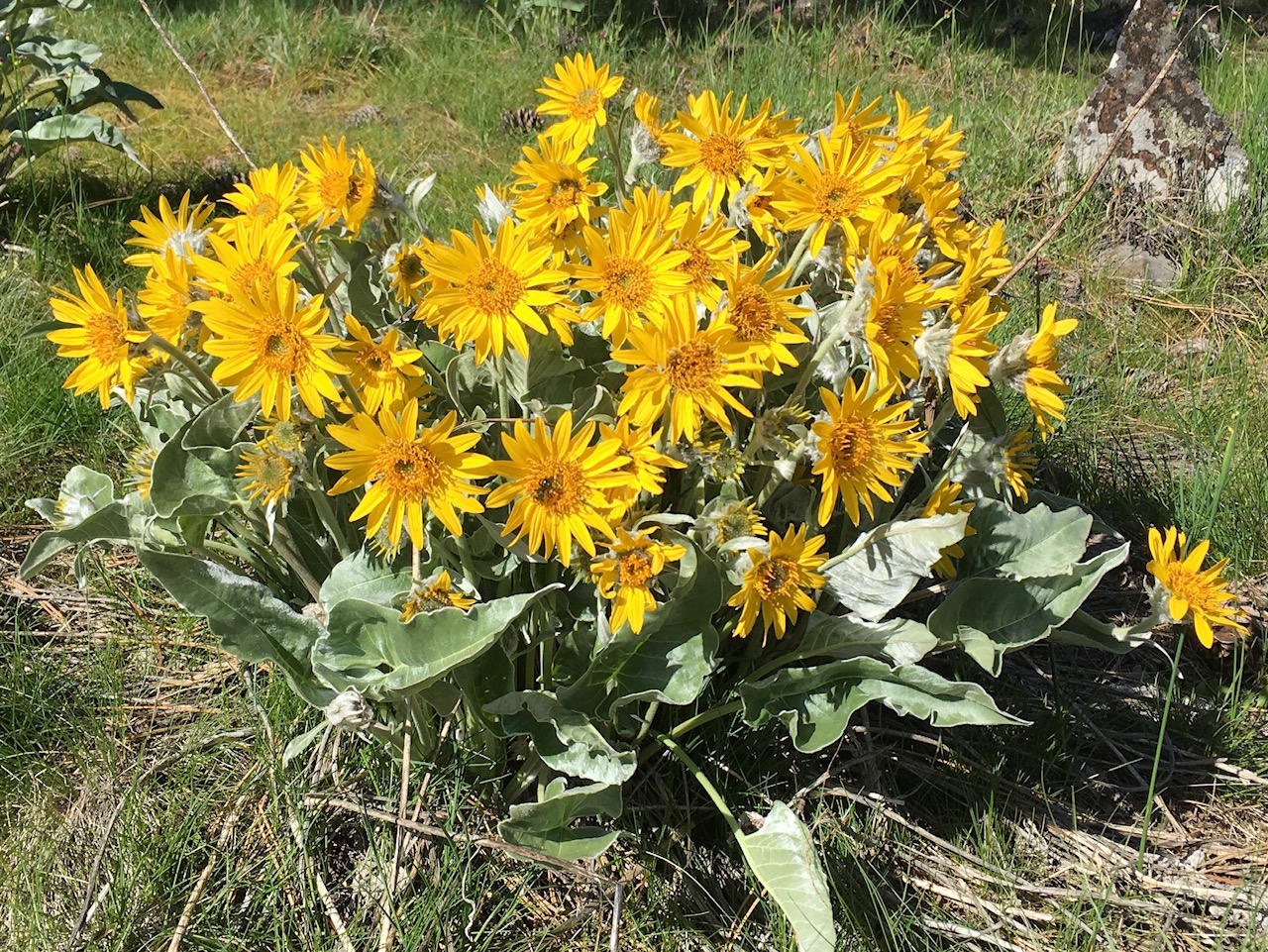 Simply Splendid Life