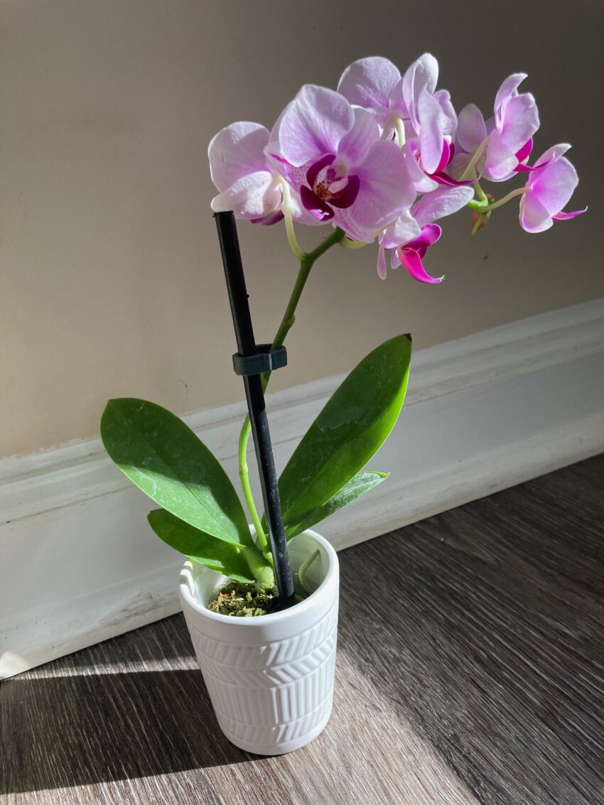 Life’s Little Luxuries