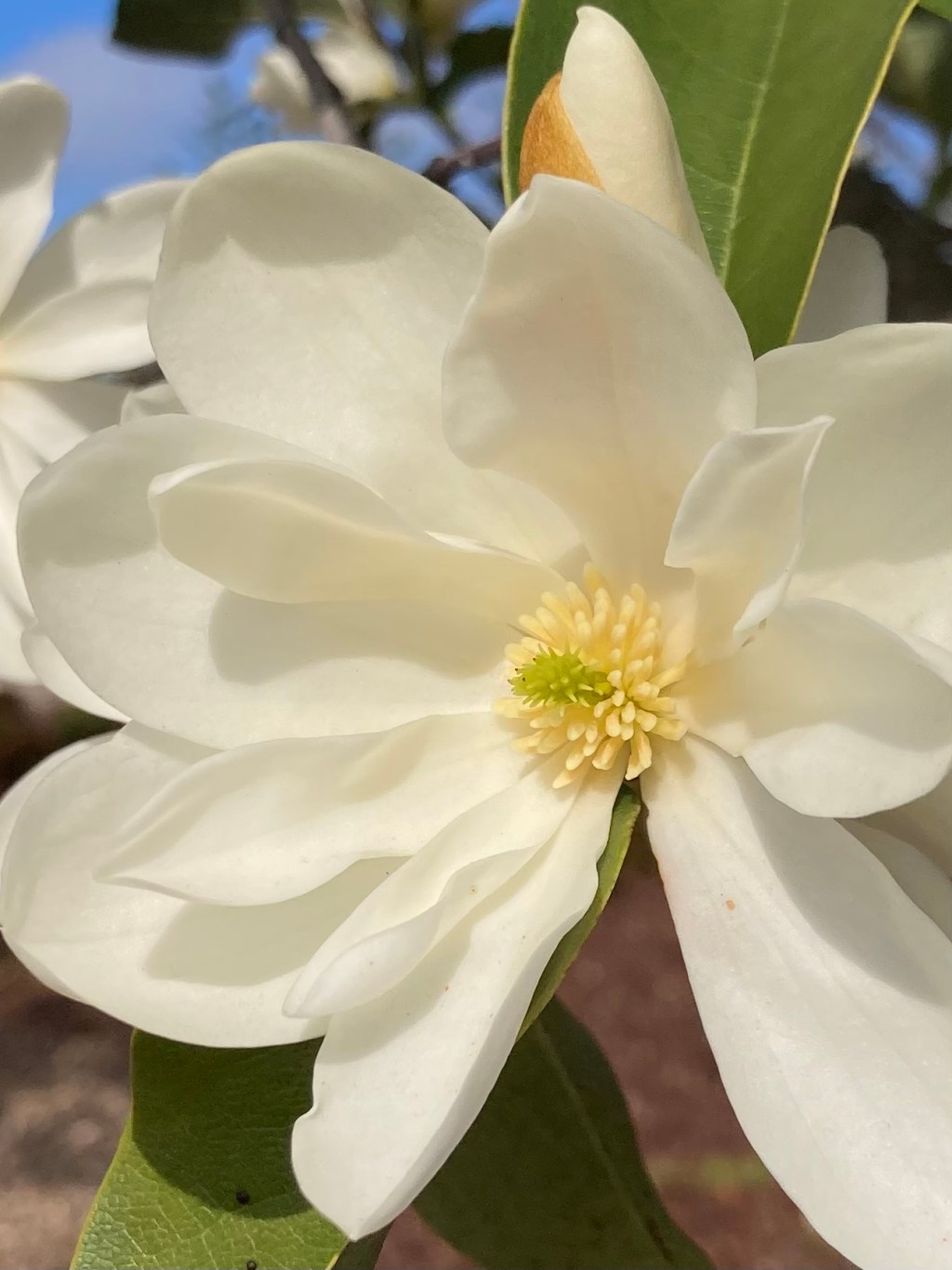 The Unfolding Beauty of Spring